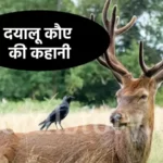 दयालू कौए की कहानी | the story of the kind crow
