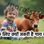 Many parents will wonder when to give their babies cow milk, According to nutritionists, parents should stop breastfeeding until the child is between 9 and 12 months old before giving cow